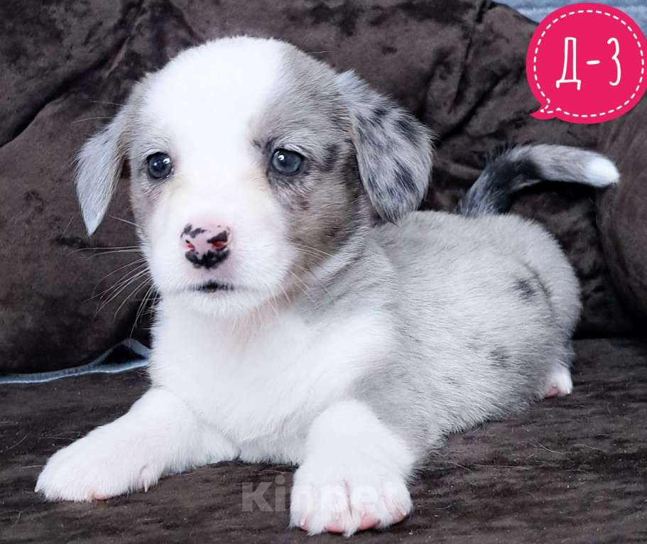 Собаки в Москве: Девочка вельш-корги кардиган Девочка, 50 000 руб. - фото 1