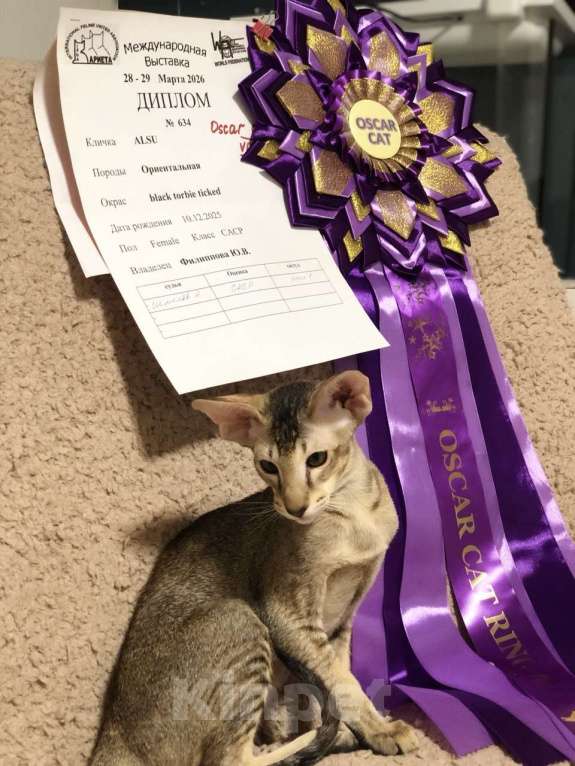 Кошки в Санкт-Петербурге: Ориентальный котенок девочка Девочка, 50 000 руб. - фото 7