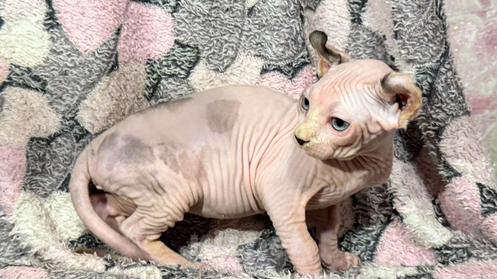 Кошки в других городах Ставропольского края: Канадский сфинкс эльф Девочка, 30 000 руб. - фото 1