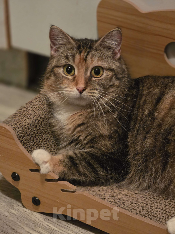 Кошки в Москве: Наиласковейшая девочка Муля ждёт семью Девочка, Бесплатно - фото 6