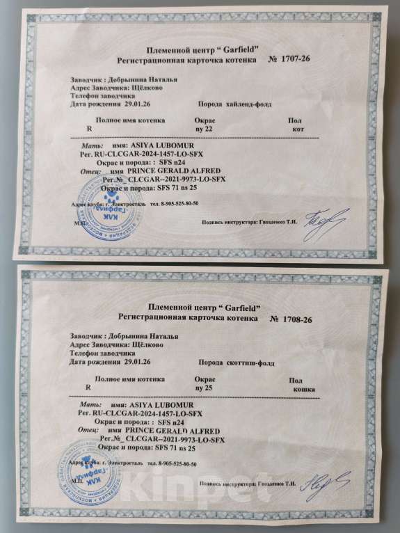 Кошки в Щелково: Шотландский вислоухий котёнок Мальчик, 20 000 руб. - фото 7