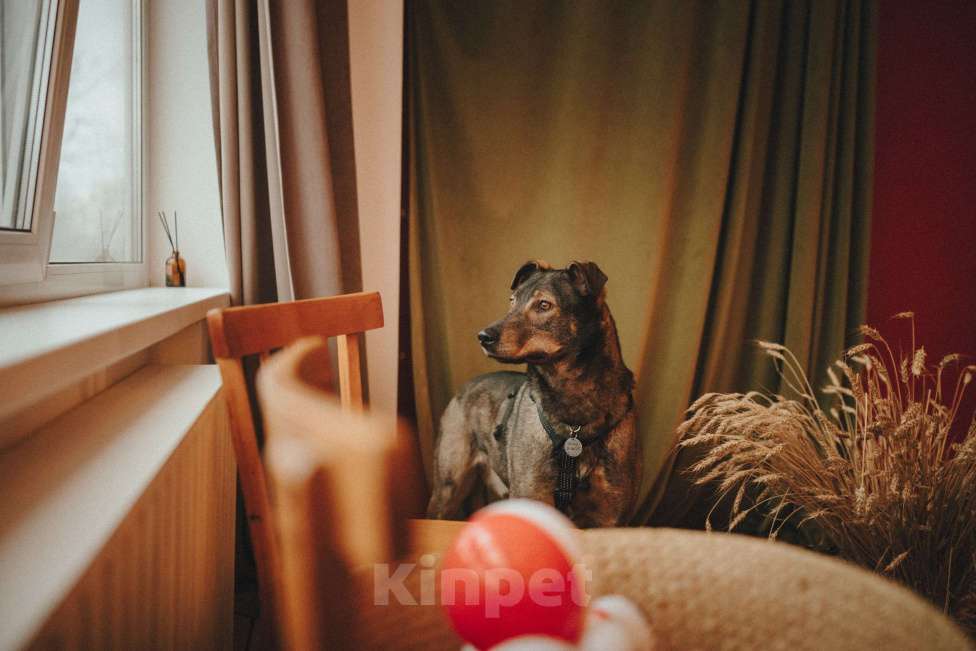 Собаки в Москве: Искренний и добрый пёсик из приюта в добрые руки Мальчик, Бесплатно - фото 7