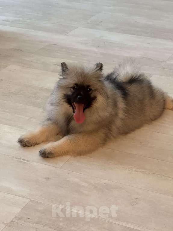 Собаки в Москве: Вольфшпиц КЕЕСХОНД Девочка, 100 000 руб. - фото 7