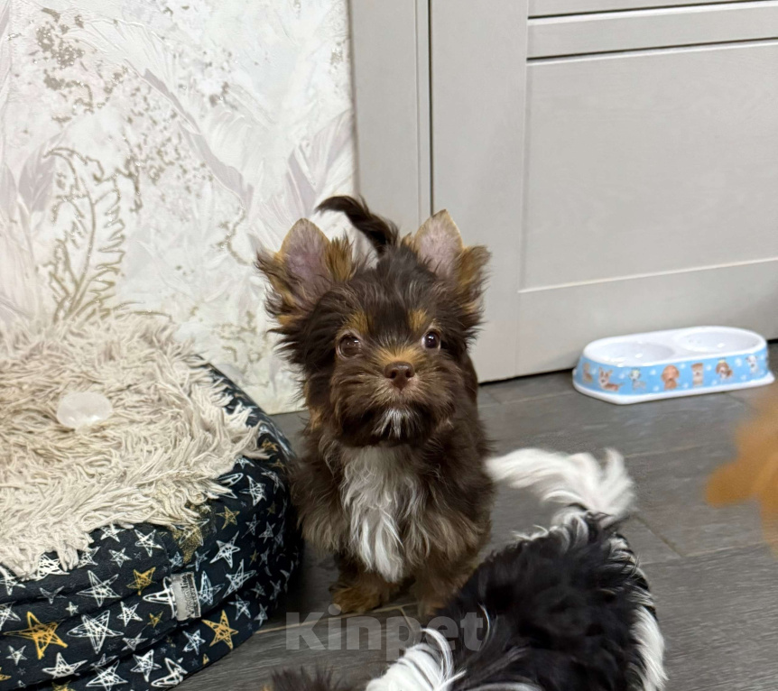 Собаки в Краснодаре: Шоколадный Йорк, Мальчик Мальчик, 30 000 руб. - фото 3
