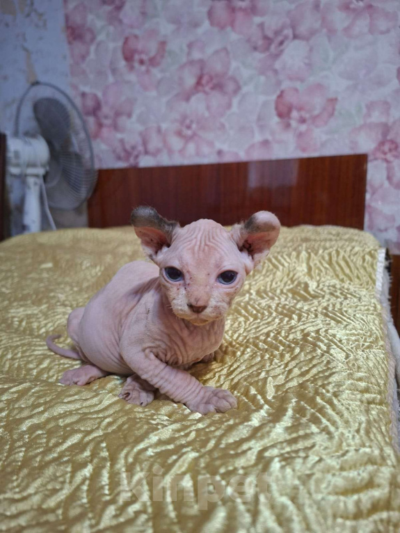 Кошки в других городах Ставропольского края: Канадский сфинкс эльф Девочка, 30 000 руб. - фото 3