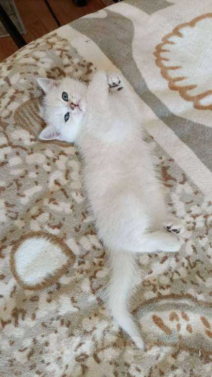 Кошки в Санкт-Петербурге: Британский котенок. Мальчик, 35 000 руб. - фото 2