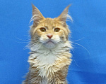 Кошки в Москве: Star Maine Coons Девочка, 75 000 руб. - фото 7