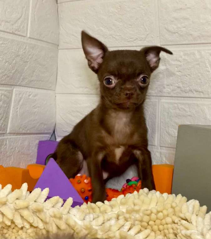 Собаки в Москве: продаётся щенок чихуахуа шоколадного окраса Девочка, 40 000 руб. - фото 3