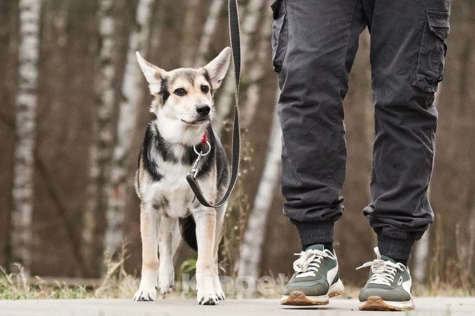 Собаки в Москве: Джокер в добрые руки Мальчик, Бесплатно - фото 4