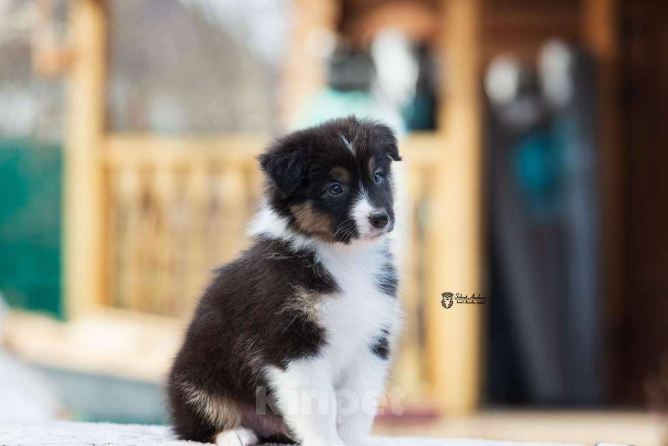 Собаки в Москве: Австралийская овчарка, аусси Мальчик, 50 000 руб. - фото 4