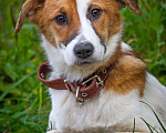 Собаки в Москве: Бело-рыжий щенок Найда ищет дом Девочка, Бесплатно - фото 1