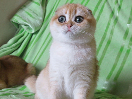 роскошная золотая шиншилла