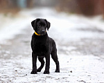 Собаки в Москве: Черный щенок лабрадора  Девочка, 50 000 руб. - фото 3