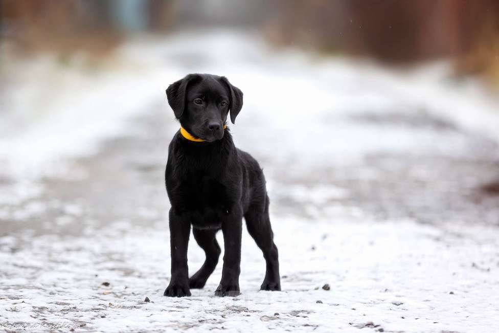 Собаки в Москве: Черный щенок лабрадора  Девочка, 50 000 руб. - фото 3