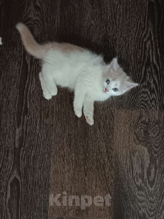 Кошки в Новосибирске: Без кота - жизнь не та!  Девочка, Бесплатно - фото 1