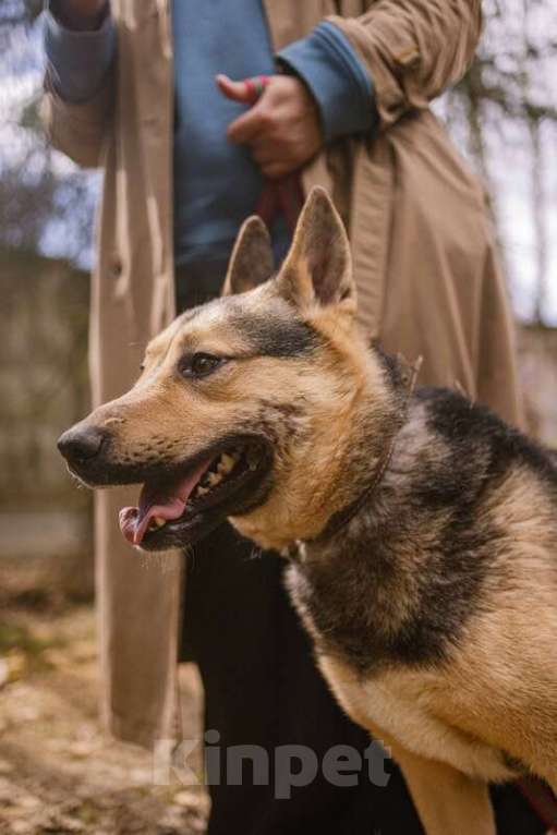 Собаки в Москве: Овчарка Джефф в добрые руки Мальчик, Бесплатно - фото 4