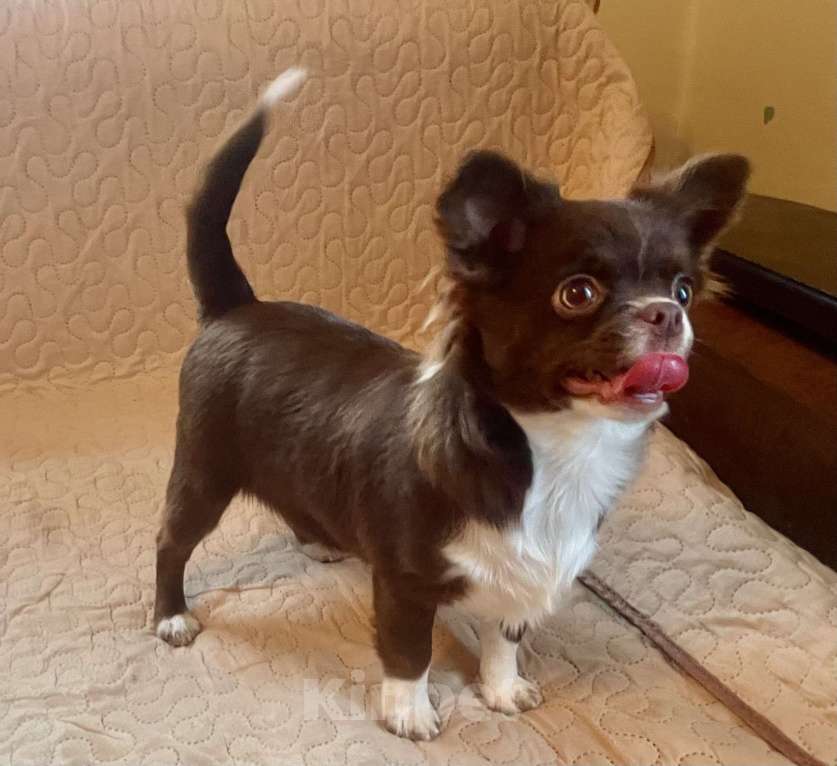 Собаки в Санкт-Петербурге: Шоколадная девочка чихуа Девочка, 60 000 руб. - фото 5