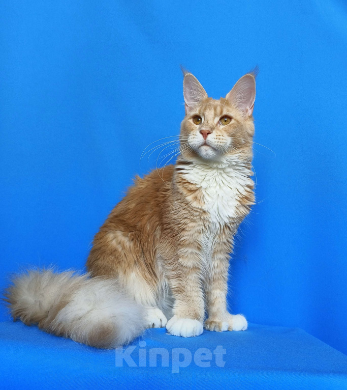 Кошки в Москве: Мейн-Кун полидакт Девочка из питомника Девочка, 40 000 руб. - фото 8