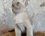 Кошки в Москве: Котик лиловый Мальчик, Бесплатно - фото 2
