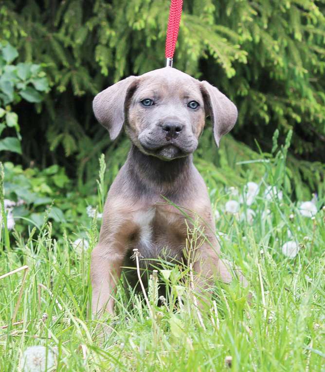 Собаки в Брянске: Щенки Кане Корсо  Мальчик, 50 000 руб. - фото 3