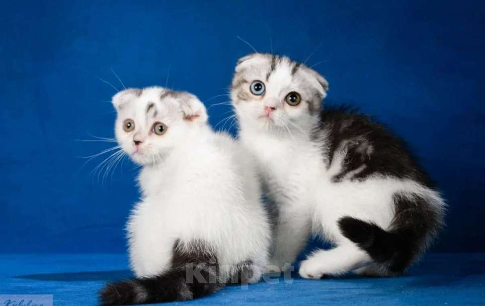 Кошки в Москве: Шотландские мальчики Мальчик, 50 000 руб. - фото 4