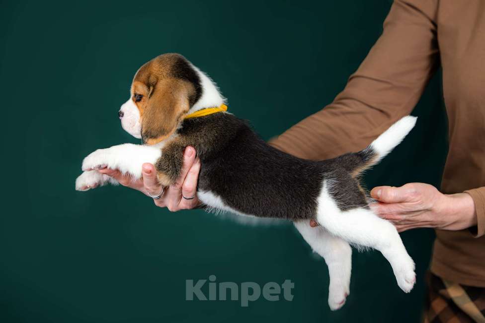 Собаки в Москве: Щенок Бигля питомник РКФ Мальчик, 70 000 руб. - фото 5