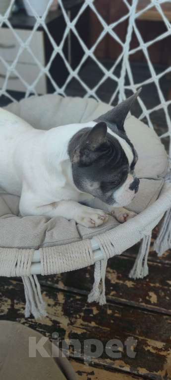 Собаки в Севастополе: Щенок французского бульдога Девочка, 35 000 руб. - фото 4