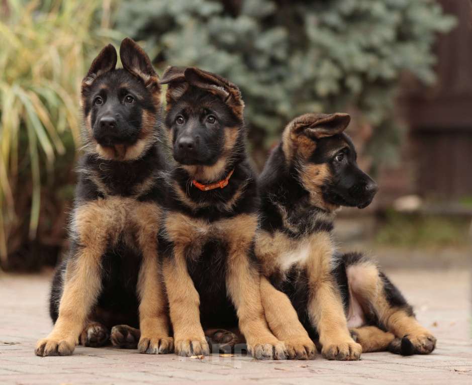 Собаки в Раменском: Великолепная принцеса  Девочка, 55 000 руб. - фото 7