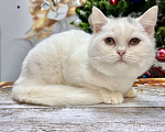 Кошки в Геленджике: Белая британская кошечка Девочка, 15 000 руб. - фото 3