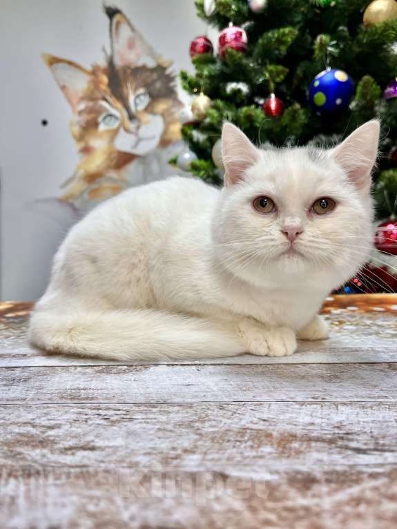 Кошки в Геленджике: Белая британская кошечка Девочка, 15 000 руб. - фото 3