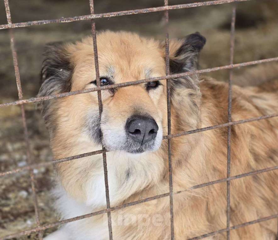 Собаки в Королеве: Пушистая и умная Лесси ищет дом Девочка, Бесплатно - фото 1