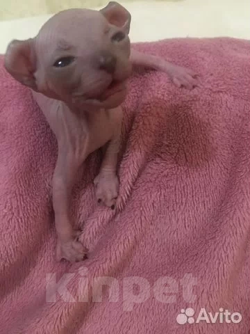 Кошки в Краснодаре: Эльф котятки Девочка, 17 000 руб. - фото 1