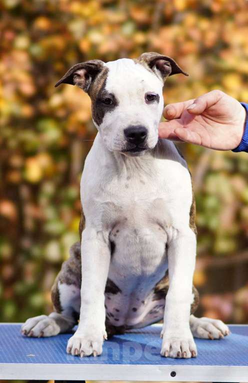 Собаки в Оренбурге: Щенки Амстаффа РКФ Девочка, 80 000 руб. - фото 2