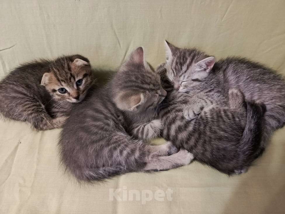 Кошки в Санкт-Петербурге: Кошечка в добрые руки Девочка, 500 руб. - фото 4