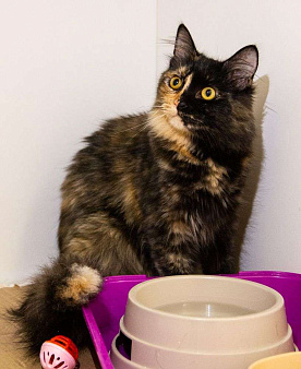 Кошечка Шелли ищет семью