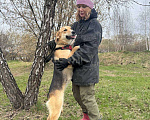 Собаки в Москве: Нежная собака Дюна из приюта Девочка, Бесплатно - фото 5