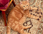 Кошки в Москве: Уникальный кот-тяжеловес рыжий Гарфилд в добрые руки Мальчик, Бесплатно - фото 3