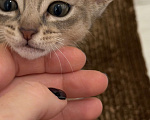 Кошки в Москве: Абиссинский котенок  Девочка, 50 000 руб. - фото 1