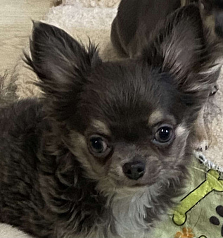 Чихуахуа мальчик щенок