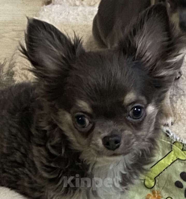 Собаки в Москве: Чихуахуа мальчик щенок Мальчик, 35 000 руб. - фото 4