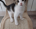 Кошки в Одинцово: Котенок, 2 месяца, самостоятельная, умная, отдаем. Мальчик, 1 руб. - фото 7