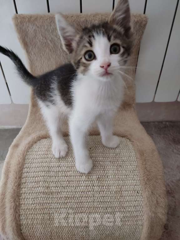 Кошки в Одинцово: Котенок, 2 месяца, самостоятельная, умная, отдаем. Мальчик, 1 руб. - фото 7