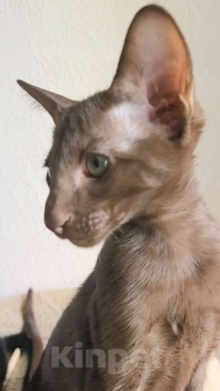 Кошки в Асбесте: Ориентальный котенок шоколадного окраса Мальчик, 50 000 руб. - фото 3