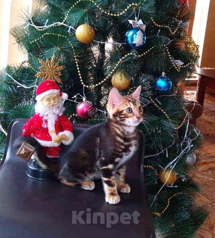 Кошки в Ростове-на-Дону: Бенгальский мальчик  Мальчик, 25 000 руб. - фото 2