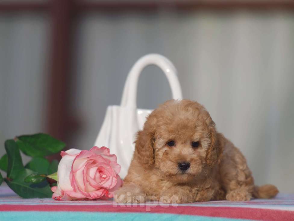 Собаки в Чехове: той пудель мальчик Мальчик, 45 000 руб. - фото 2