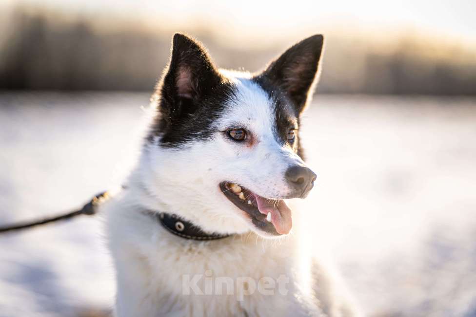 Собаки в Клине: Ласка — озорная попрыгунья Девочка, Бесплатно - фото 7