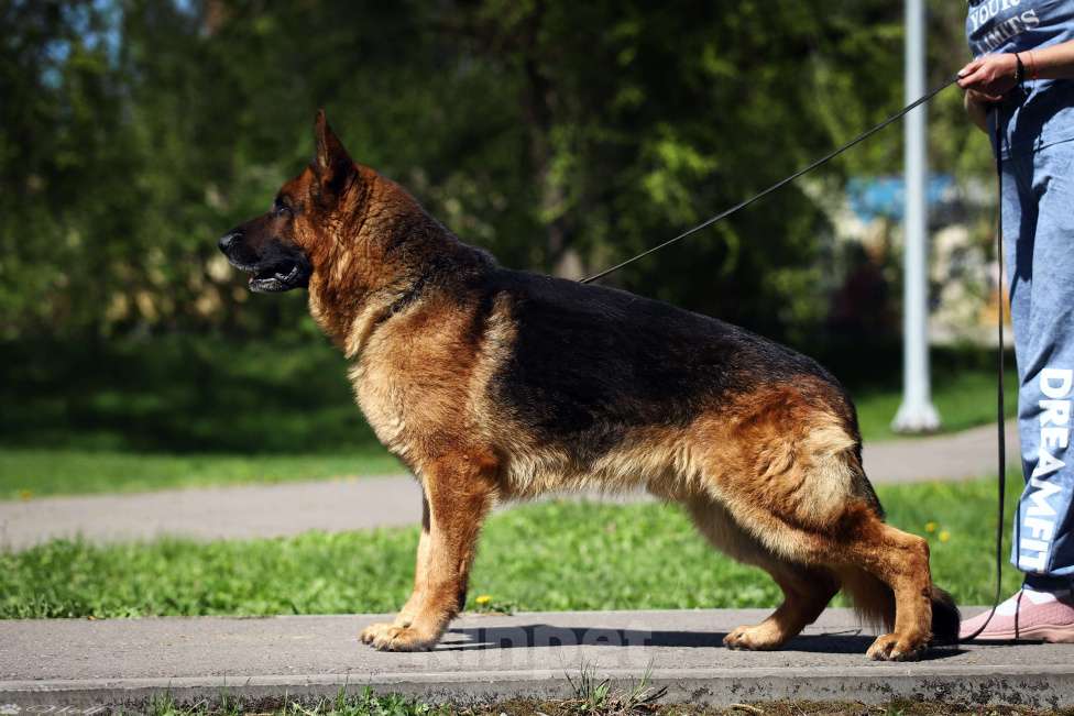 Собаки в Рубцовске: Кобель для плем работы  Мальчик, Бесплатно - фото 3