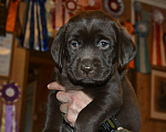 Собаки в Москве: Щенки лабрадора шоколадные  Девочка, Бесплатно - фото 2