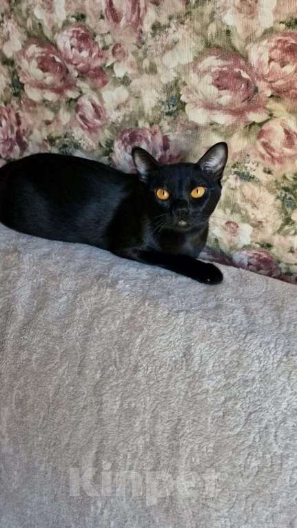 Кошки в Санкт-Петербурге: Бомбейские котята  Мальчик, Бесплатно - фото 2