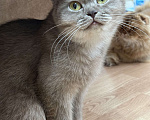 Кошки в Люберцах: Шотландские котята Девочка, Бесплатно - фото 3